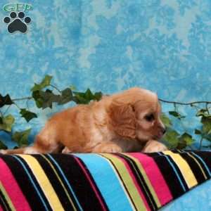 Kimberly, Cavalier King Charles Mix Puppy